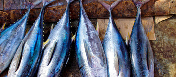 World Tuna Day Fishing Charter out of San Diego