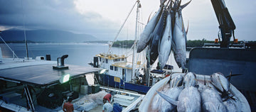 How private fishing charters are far more sustainable than commercial fishing when it comes to Tuna